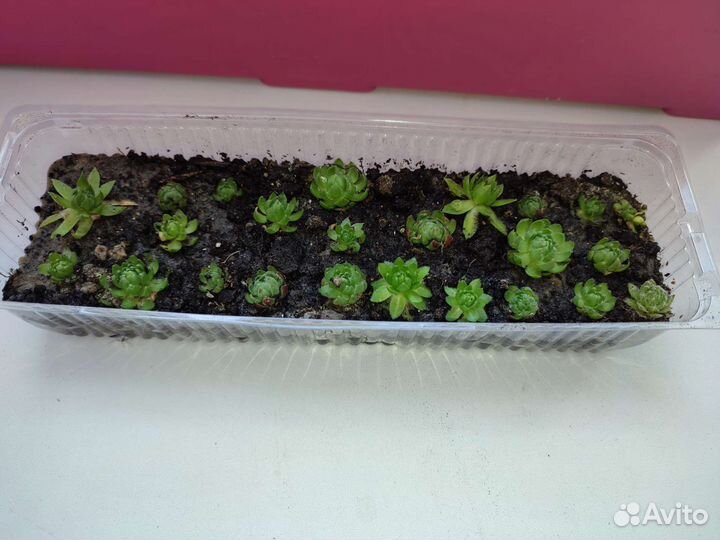 Каменная роза