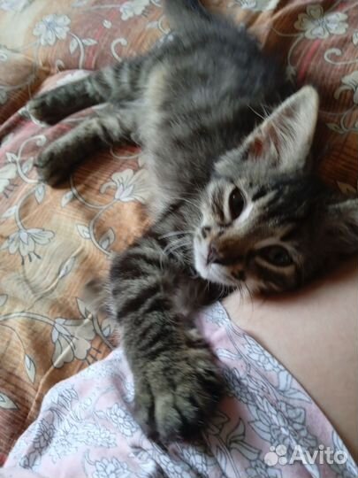 Отдам кота в добрые руки за символическую плату