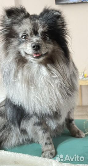 Немецкий шпиц на вязку