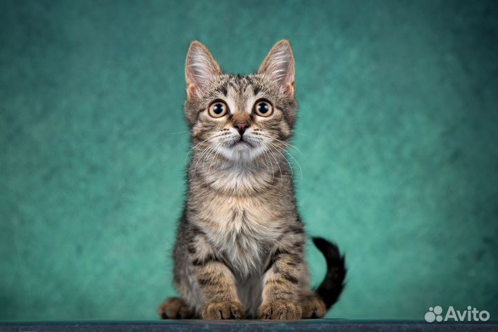 Филя ищет дом