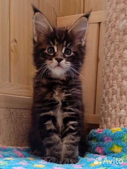 Настоящий мальчик Мейн-кун