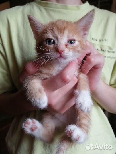 Котята в дар