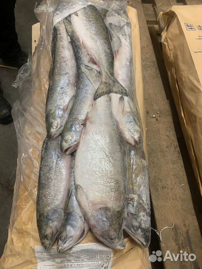 Доставка Горбуши с Икрой)