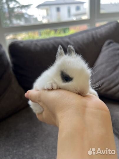 Декоративные крольчата