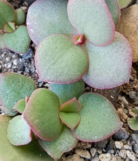 Крассула.Алоэ.Санса.Агава.Гастерия.Рипсалис.Хаворт