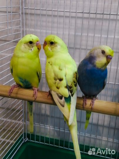 Птенцы волнистых попугайчиков