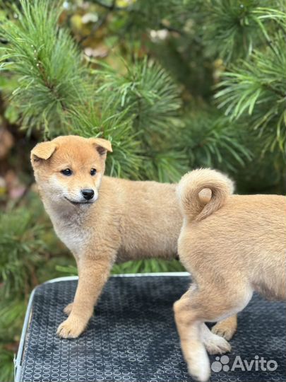 Щенки Сиба Ину