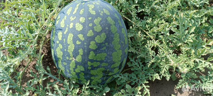 Арбуз холодок