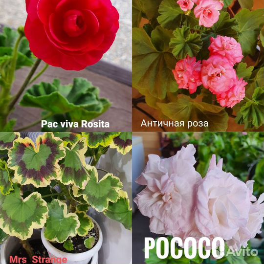 Сортовые Пеларгонии (герани)