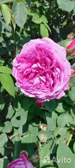 Роза чайная