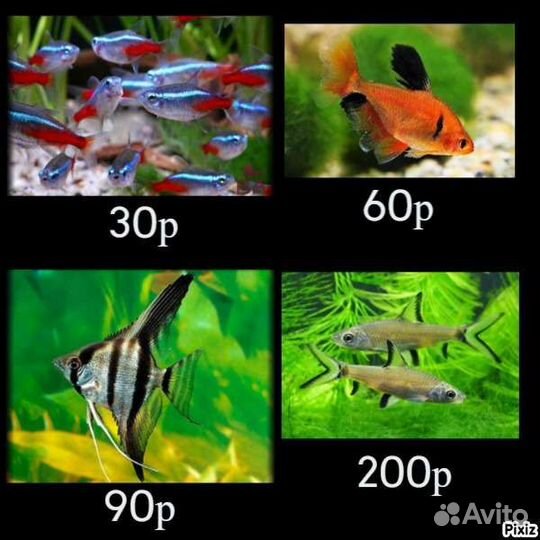 Аквариумные рыбки