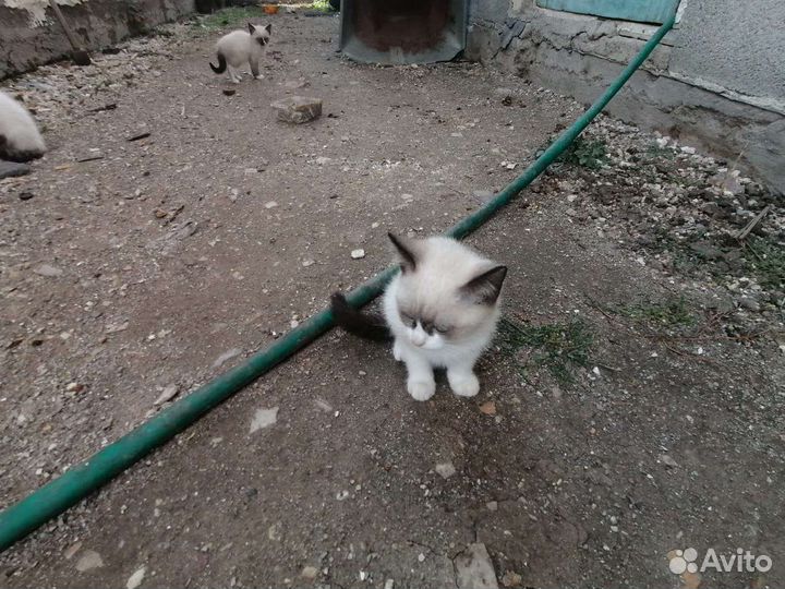 Отдам в добрые руки