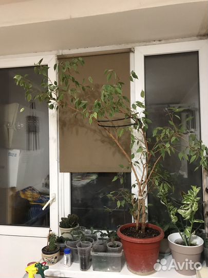 Фикус Бенжамина