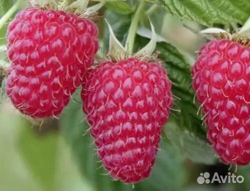 Саженцы Малины Полана