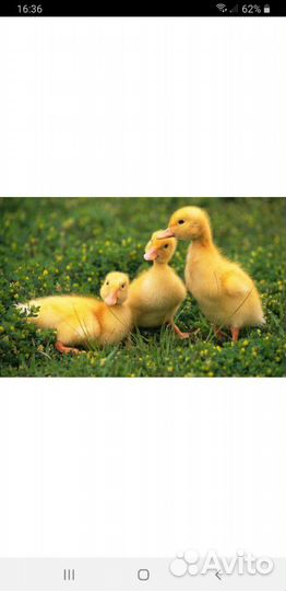 Утята 2 недели.бройлерная.sk-6(орвия,Черри-Велли