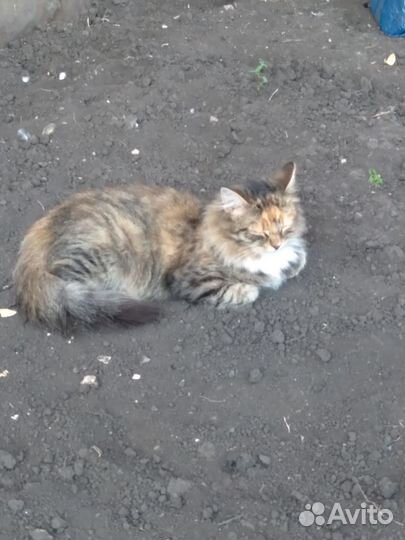 Отдам кошечку