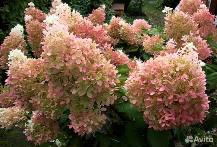 Гортензия Фантом (Phantom, Mega Pearl)