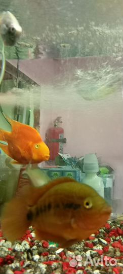 Аквариумные рыбки