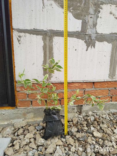 Саженцы декоративные,а также орех(лещина)