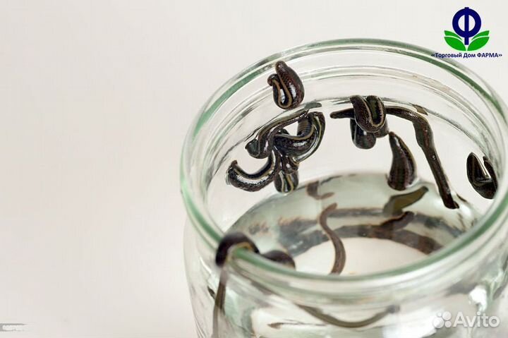 Пиявки для гирудотерапии. Сертифицированные