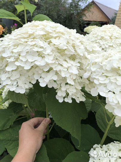 Гортензия Стронг Анабель