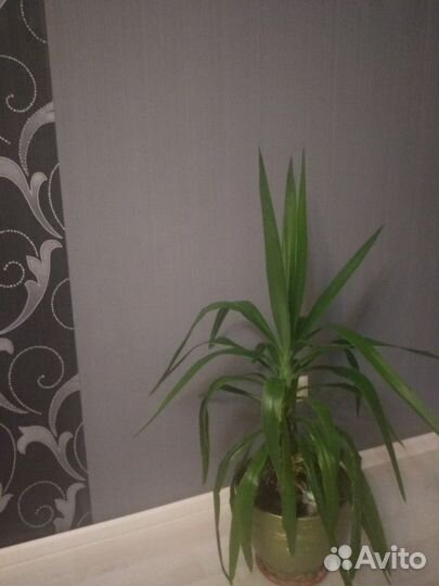 Кордилина прямая