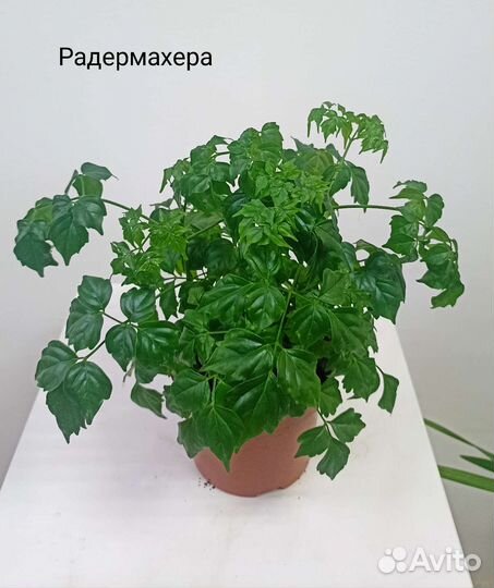 Домашние растения