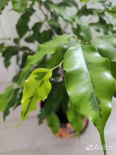 Фикус бенджамина Голден Моник, Барок, Наташа вар
