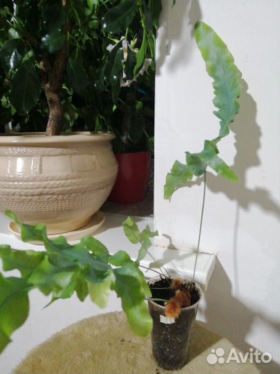 Папортник Николас Даймонд и другие