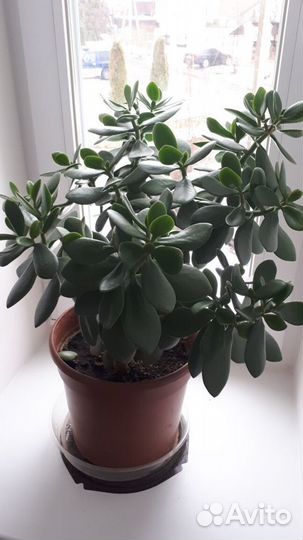 Комнатные растения