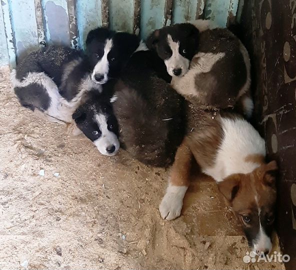 Щенки в добрые руки