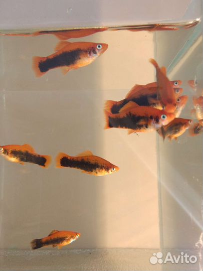 Аквариумные рыбки