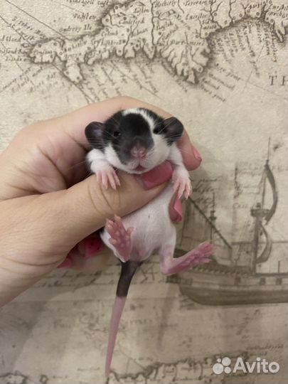 Крысята Дамбо много окрасов