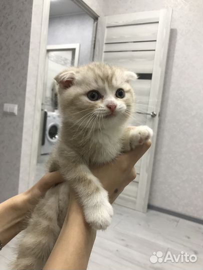 Шотландский кот вязка