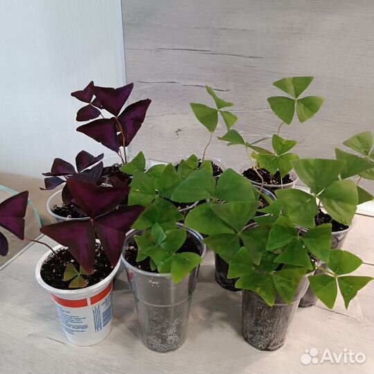 Кислица бордовая/оксалис зеленый