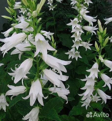 Белые цветы для сада - 10 многолетников