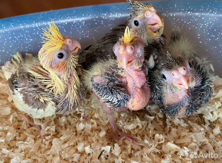 Птенцы выкормыши кореллы