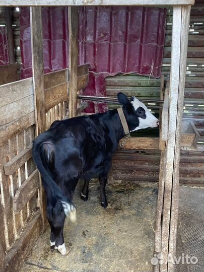 Теленок 6 месяцев