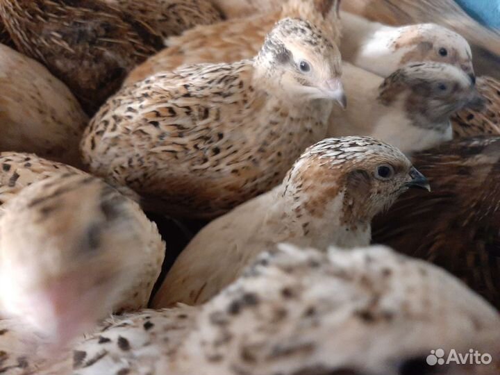 Птенцы перепелов