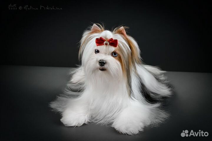 Голубоглазый бивер для вязки