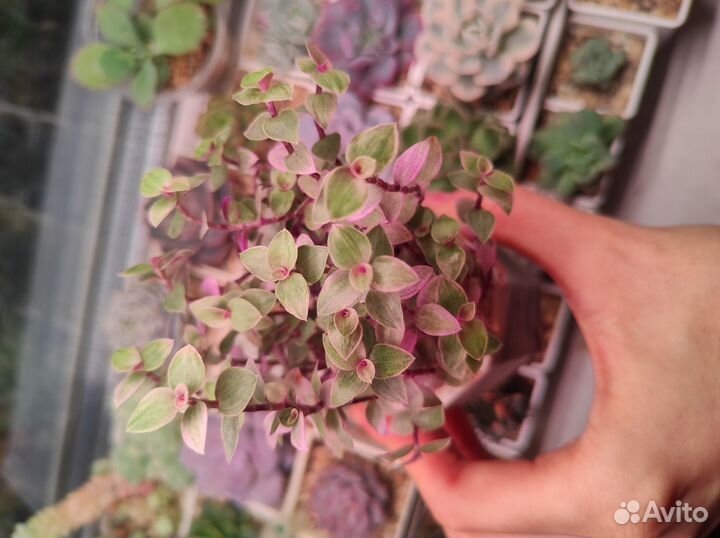 Суккуленты (крассулы, эониум, анакампсерос)