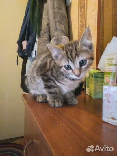 Котята в добрые руки бесплатно