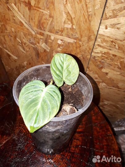 Бегония, сингониум