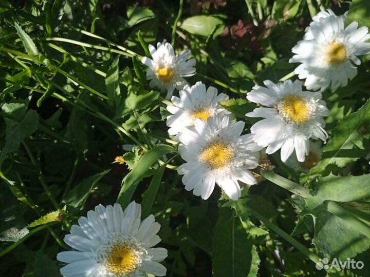 Многолетние цветы