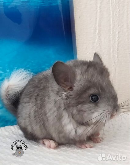 Шиншилла девочка по кличке Бекки