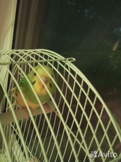 Волнистый попугай ручной