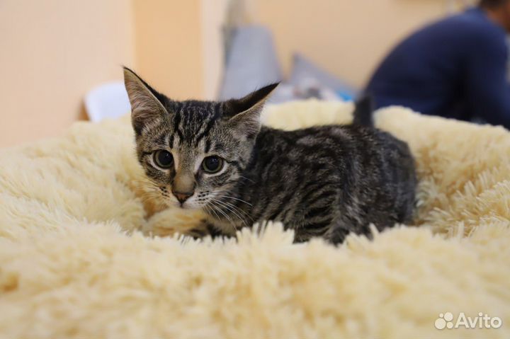 Котенок девочка