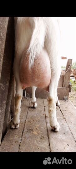 Дойные нуб/заано-нуб