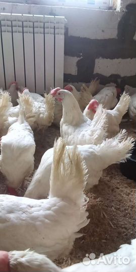 Куры несушки
