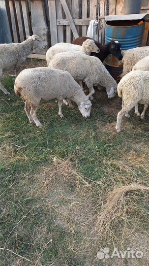 Овцы бараны
